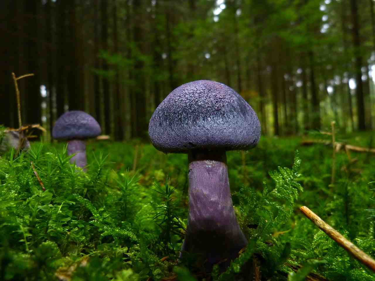 champignons, l'automne, violet
